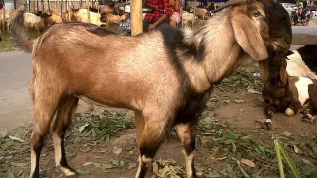 Jelang Idul Adha Pedagang Kambing Laris Manis Gema Surya Fm