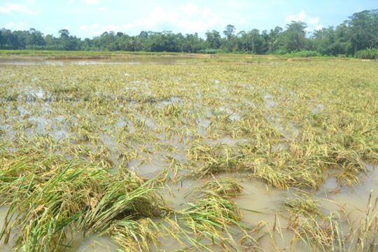 Hektar Tanaman Padi Puso Karena Terendam Banjir Didominasi