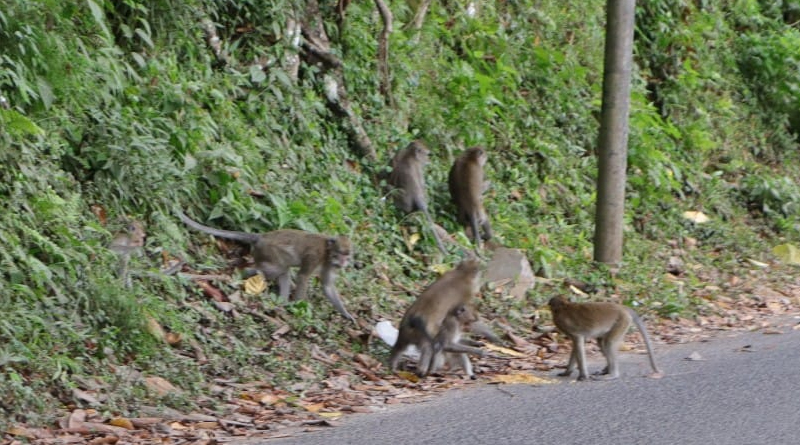 Cari Makanan Puluhan Monyet Liar Turun Ke Perkampungan Sekitar Telaga