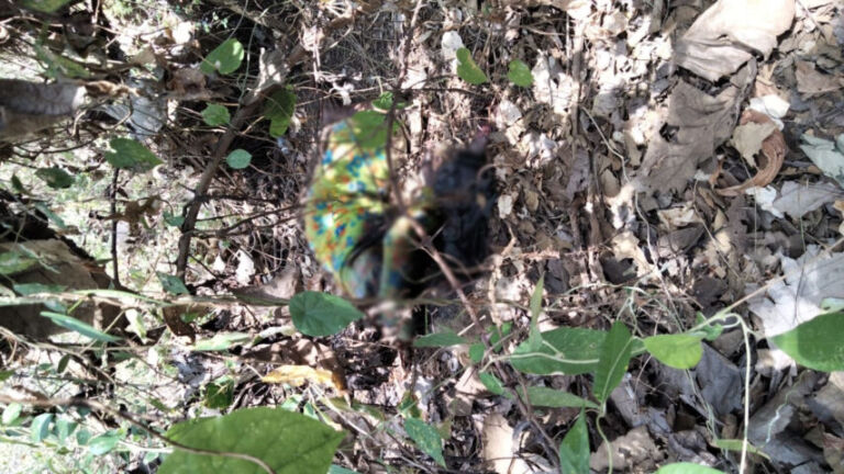 Mbah Siyam, Ditemukan Membusuk di Kebun Jati Desa Jenangan