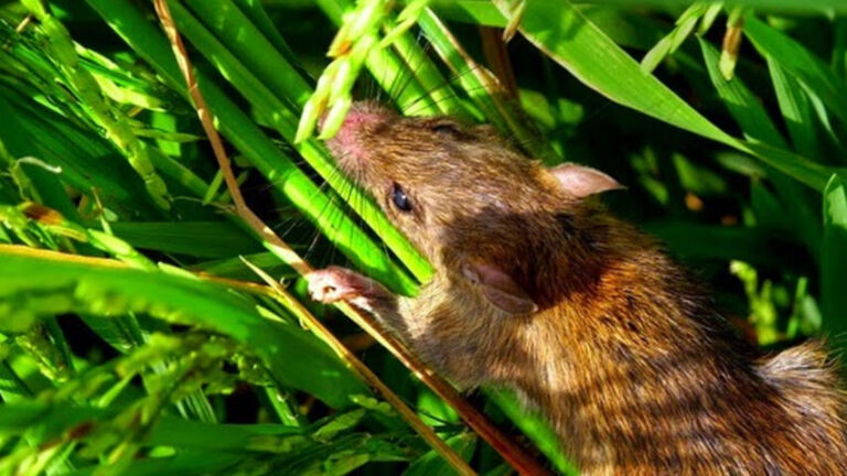 tikus sawah