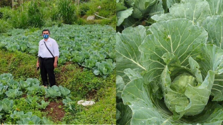 Sayur di Pudak