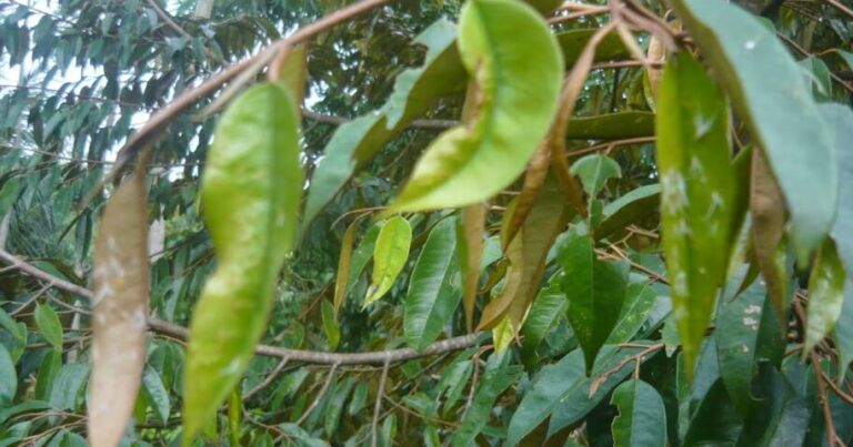 kutu daun durian