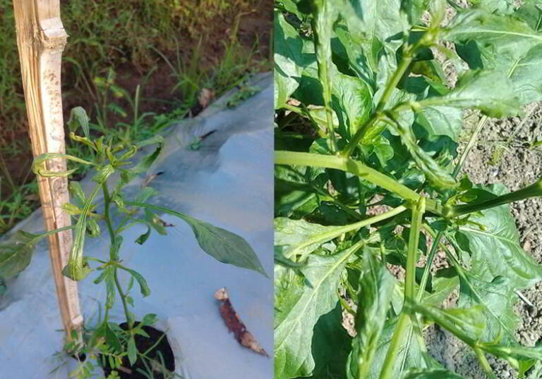 Gambar-Gejala-Serangan-Hama-Tungau-pada-Daun-Cabai