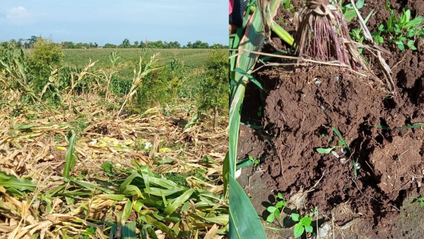 jagung