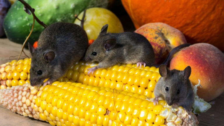 Tikus Serang Tanaman Jagung di Sawoo