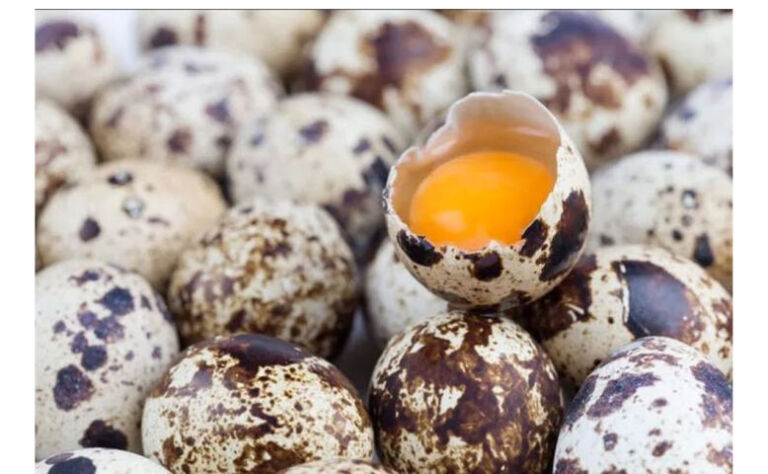 telur puyuh