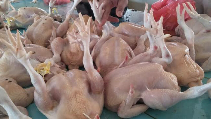 daging ayam