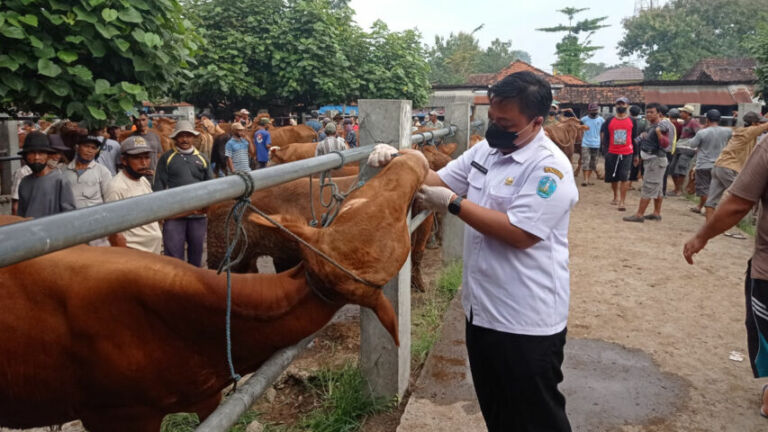 DIPERTAHANKAN SAPI