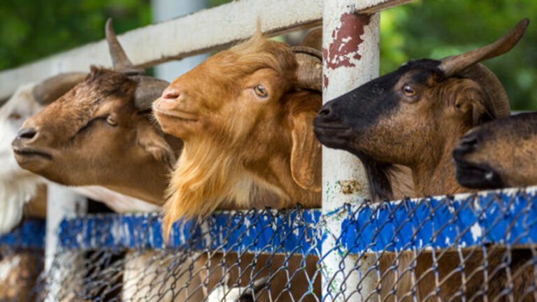 Kambing Jelang Iduladha