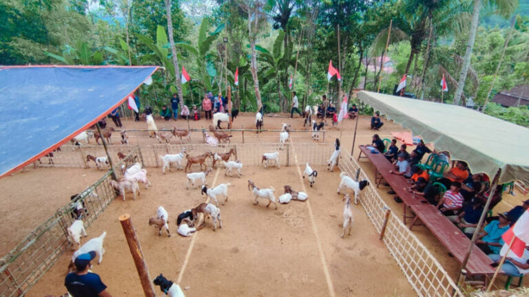 !7 an Di ngrayun kontes kambing