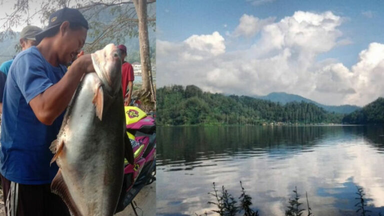 Ikan raksasa di ngebel