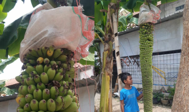 Viral Pohon Pisang Unik Jenis Rojo Sewu di Desa Jambon Ponorogo, Jadi Tontonan Warga