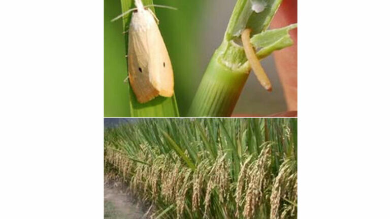 ilustrasi hama pengerek batang