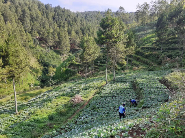 Petani sayur