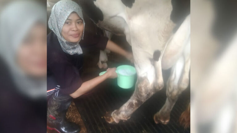 Sapi Perah Pudak