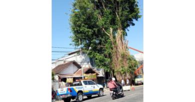 Pohon Ditebang di Jalan Gajah Mada