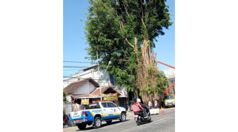 Pohon Ditebang di Jalan Gajah Mada