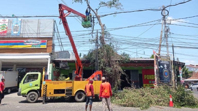 Tebang Pohon Gajah Mada