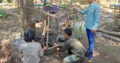 Monyet yang selamat dari kebakaran hutan, dikirim ke BKSDA Madiun