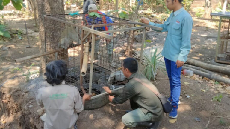 Monyet yang selamat dari kebakaran hutan, dikirim ke BKSDA Madiun