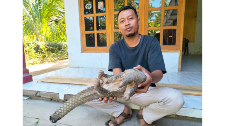 Fajar, memegang trenggiling yang sempat ia kira ular tersebut. Hewan ini masuk dalam kategori terancam punah.