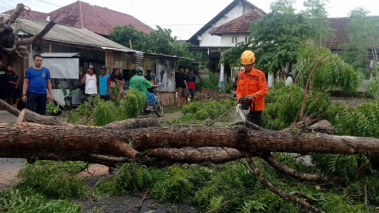 3 Pohon Tumbang