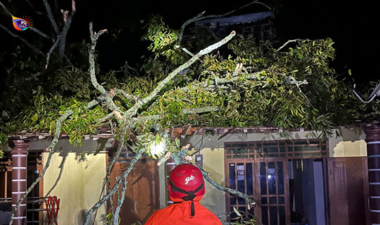 2 Rumah tertimpa pohon di Ngebel