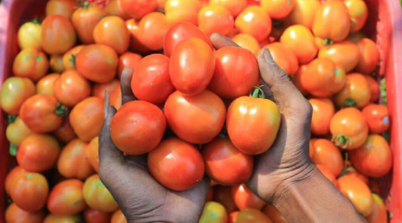 Gambar ilustrasi tomat