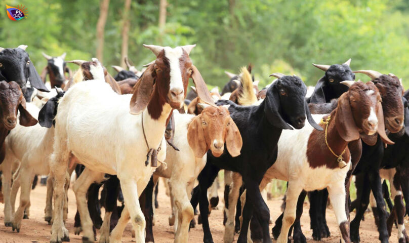 Menjelang Idul Adha, Harga Kambing Kurban Cenderung Stabil