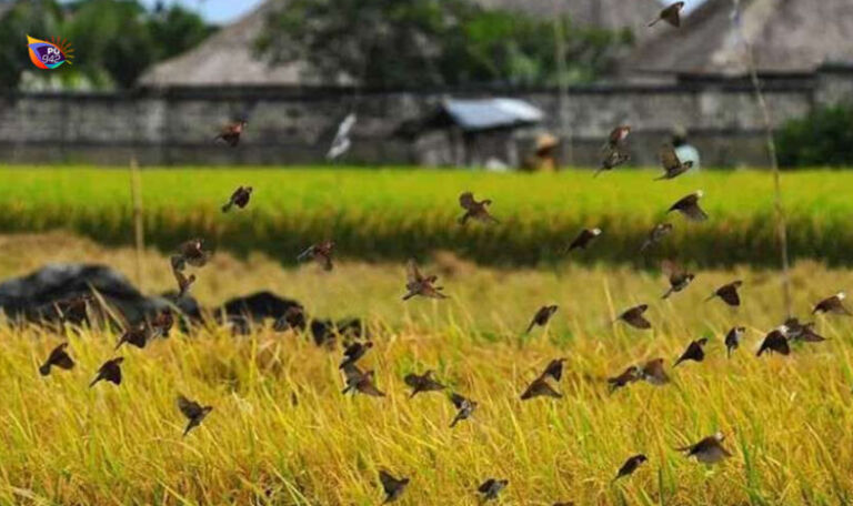 Burung Emprit WEB