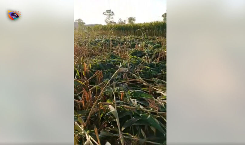 jagung1