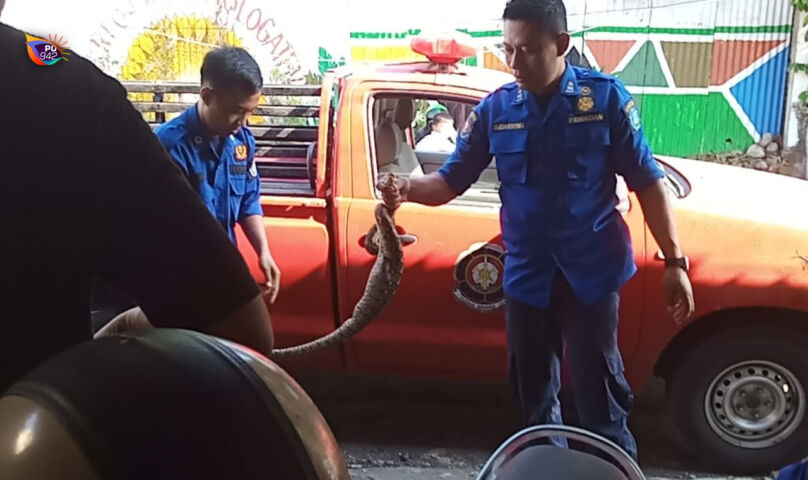 Satpol PP Evakuasi Ular Pyton di Kandang Jalan Gondosuli Nologaten, Ditangkap Usai Mangsa Seekor Ayam Cemani