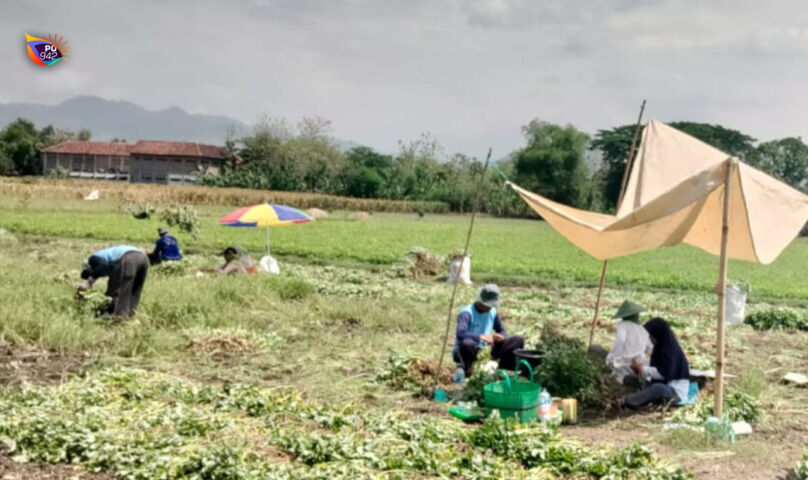 Panen Melimpah Harga Bagus, Petani Kacang di Ngrandu Kauman Tersenyum Lega