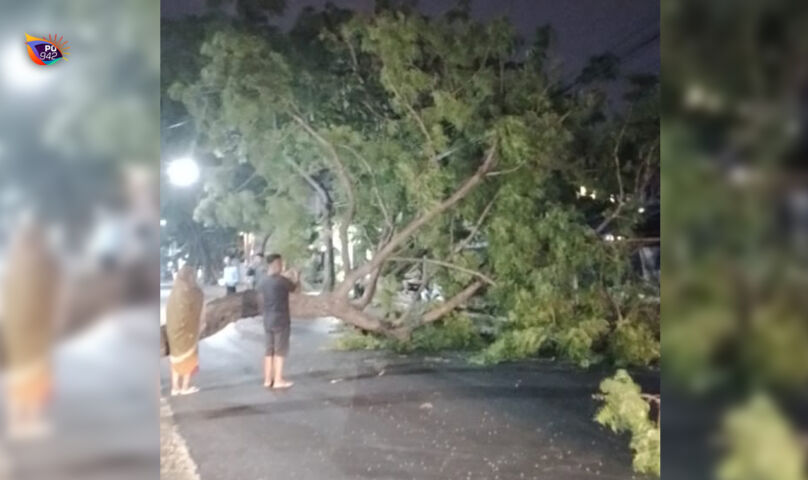 Pohon Mindi Tumbang di Jl.D.I Panjaitan Diduga Karena Pemasangan Tiang Listrik