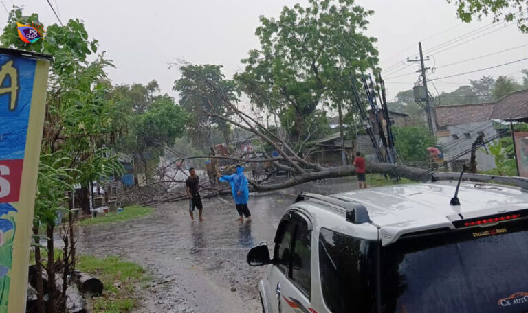 POHON TUMBANG PNG- TRG