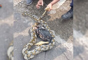 Ular Piton Sepanjang 3 Meter Diamankan Petugas Damkar Ponorogo