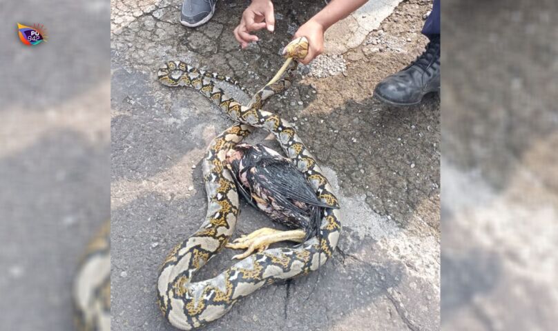 Ular Piton Sepanjang 3 Meter Diamankan Petugas Damkar Ponorogo