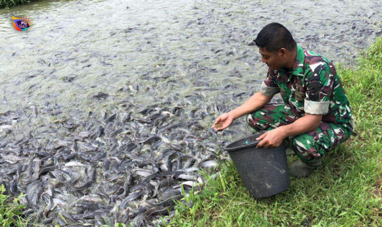 budidaya ikan lele