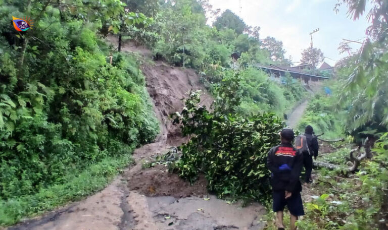 pohon beringin tumbanghgg