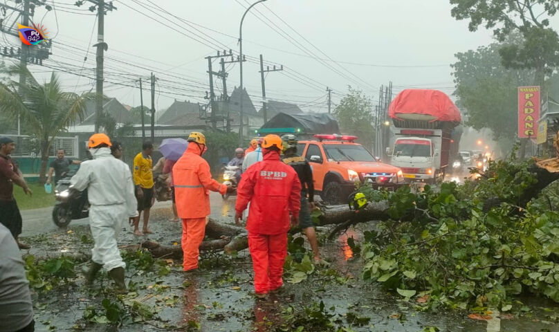 Hujan Angin, Belasan Pohon Ayoman di Ponorogo Roboh