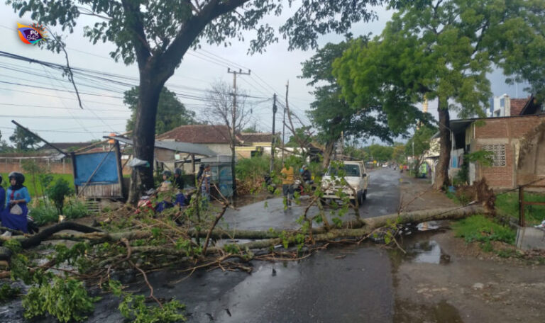 pohon tumbangg