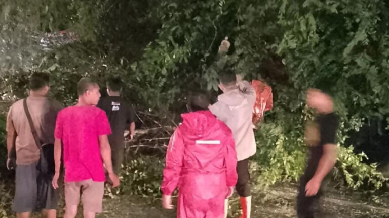 Pohon tumbang yang sempat menutup Jalan Raya Ponorogo - Pacitan dan membuat macet langsung ditangani oleh para petugas BPBD dan Destana Tugurejo. (Tangkapan layar)