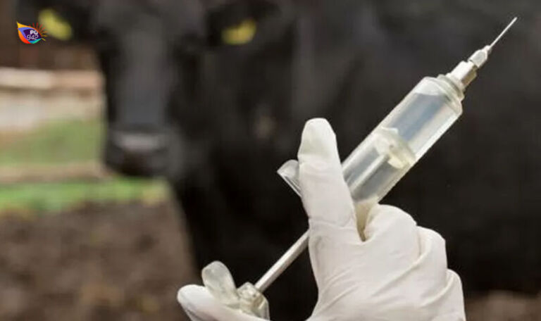 Gambar ilustrasi vaksin PMK