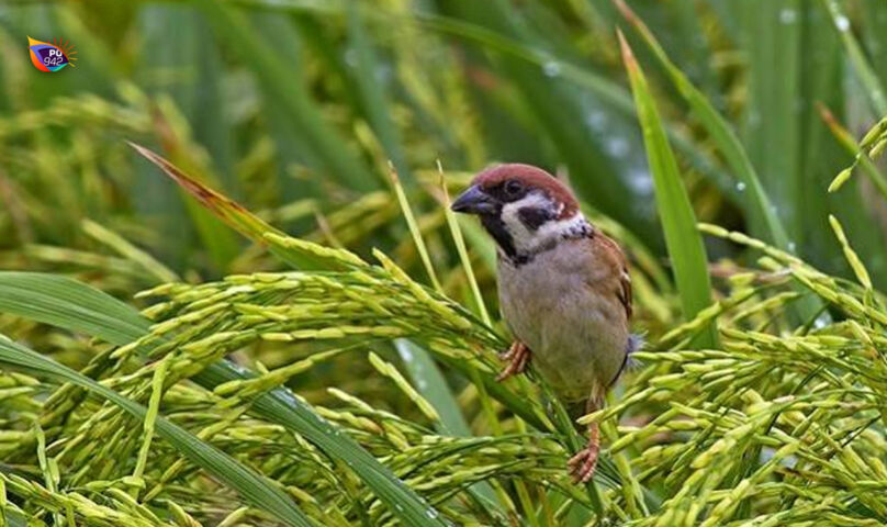 Ilustrasi burung emprit yang berada di tanaman padi. (Foto/Inet)