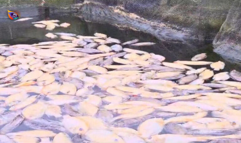 Ikan nila terlihat mati mengambang di keranda para pembudidaya di Ngebel imbas belerang yang naik di telaga. (Gema Surya/Yudi)