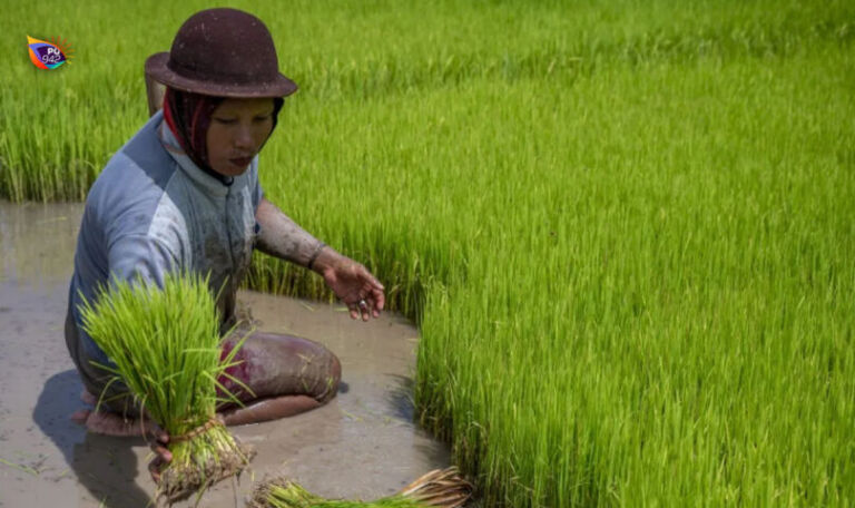 Masih sulit untuk menerapkan pertanian ramah lingkungan karena banyak petani yang lebih memilih instan. (ANTARAFOTO/Basri Marzuki)