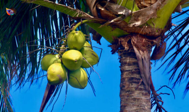 kelapa