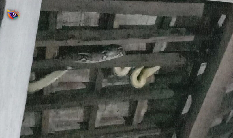 python
