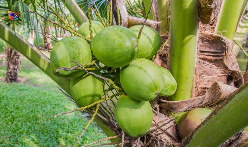 kelapa